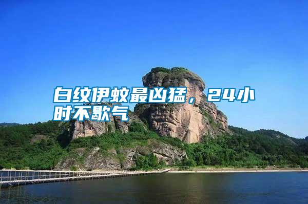 白紋伊蚊最兇猛,24小時不歇氣