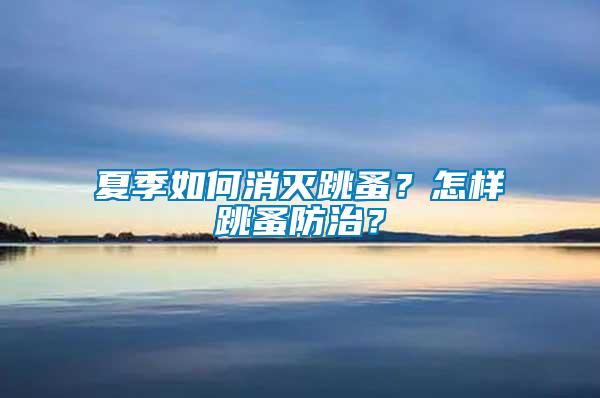 夏季如何消滅跳蚤？怎樣跳蚤防治？