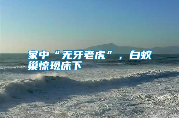 家中“無牙老虎”,白蟻巢驚現床下