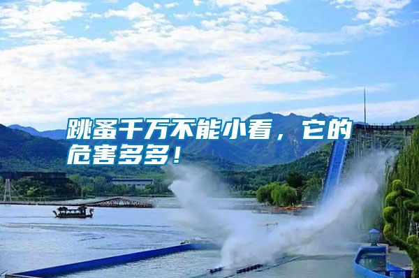 跳蚤千萬(wàn)不能小看，它的危害多多！