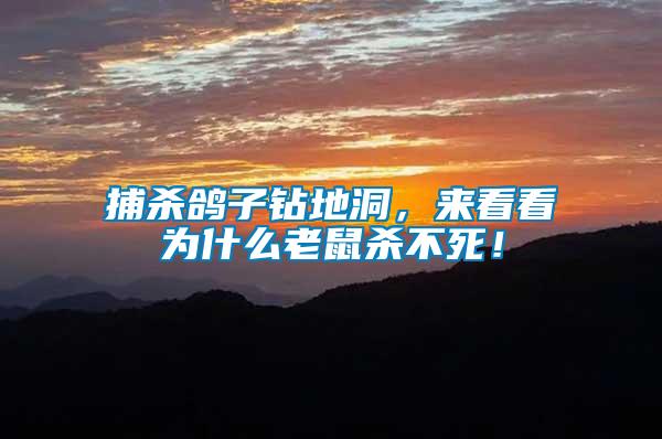 捕殺鴿子鉆地洞,來看看為什么老鼠殺不死!