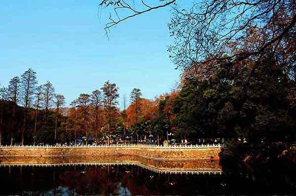 西麗殺蟲(chóng)公司-西麗除蟲(chóng)公司-西麗,殺蟑螂,殺白蟻,除四害公司