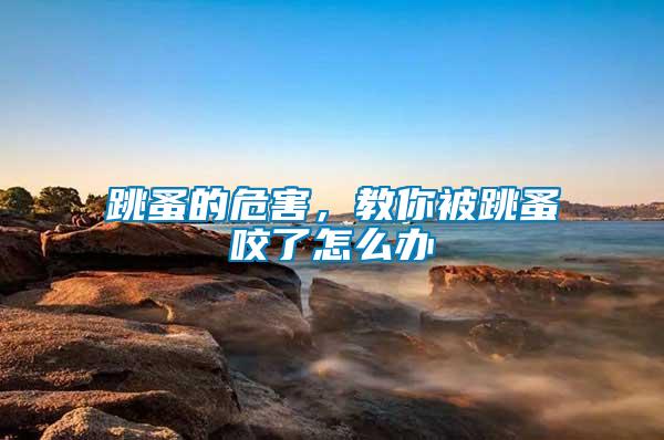 跳蚤的危害,教你被跳蚤咬了怎么辦