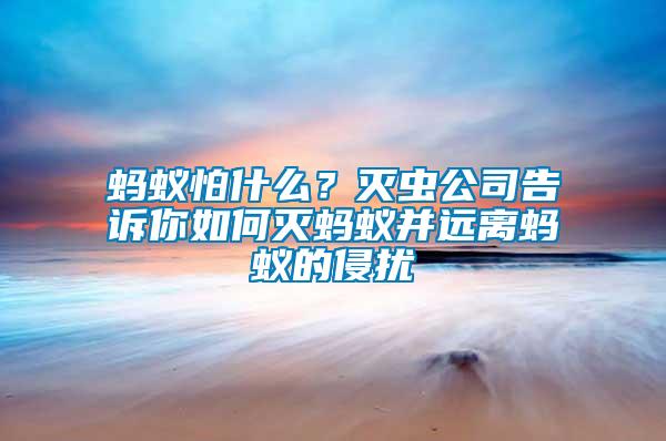 螞蟻怕什么?滅蟲公司告訴你如何滅螞蟻并遠離螞蟻的侵擾