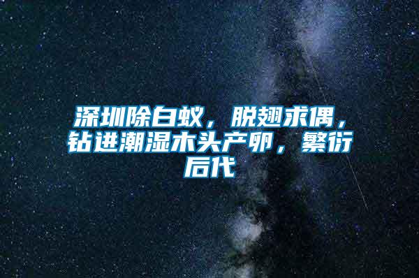 深圳除白蟻，脫翅求偶，鉆進潮濕木頭產卵，繁衍后代