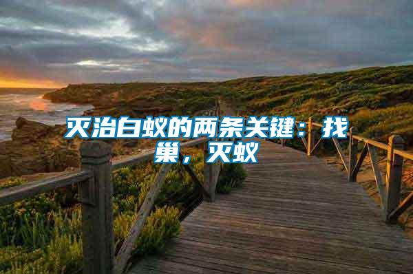 滅治白蟻的兩條關鍵:找巢,滅蟻