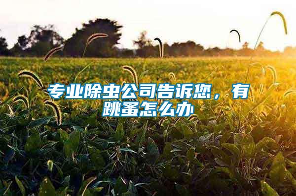 專業除蟲公司告訴您,有跳蚤怎么辦