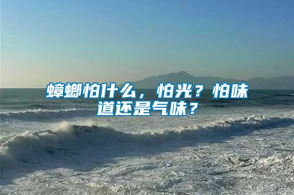 蟑螂怕什么,怕光?怕味道還是氣味?