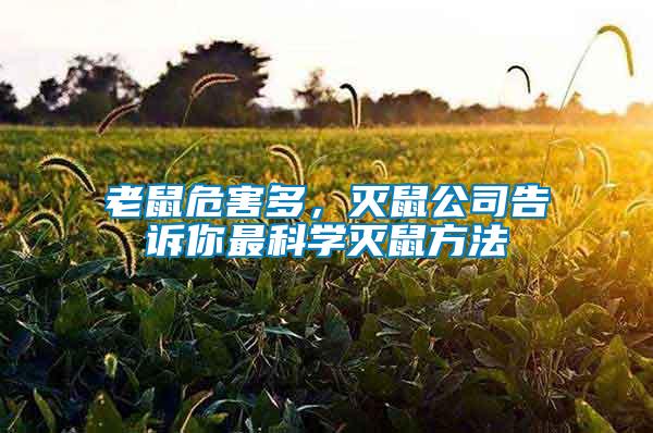 老鼠危害多,滅鼠公司告訴你最科學(xué)滅鼠方法