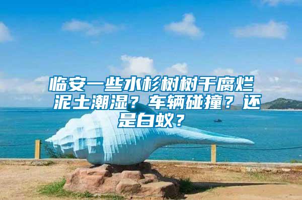 臨安一些水杉樹樹干腐爛 泥土潮濕？車輛碰撞？還是白蟻？