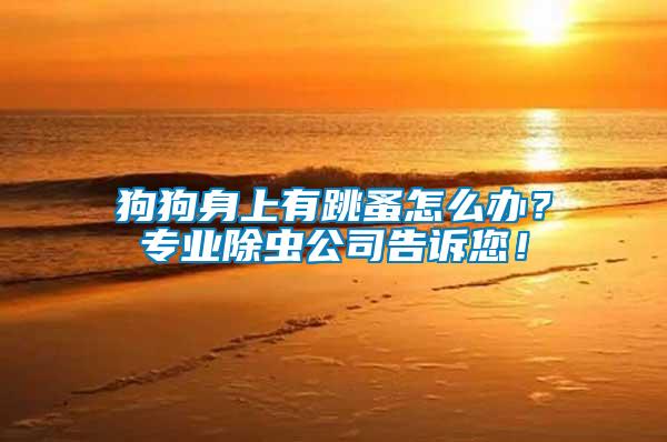狗狗身上有跳蚤怎么辦?專業(yè)除蟲公司告訴您!