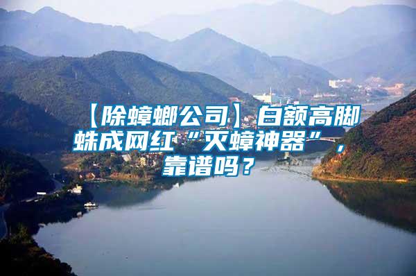 【除蟑螂公司】白額高腳蛛成網紅“滅蟑神器”,靠譜嗎?
