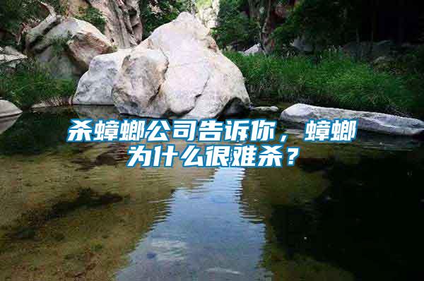 殺蟑螂公司告訴你，蟑螂為什么很難殺？