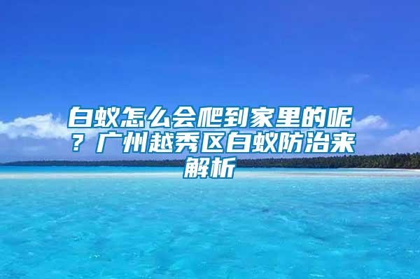 白蟻怎么會爬到家里的呢?廣州越秀區白蟻防治來解析