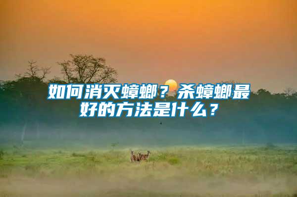 如何消滅蟑螂？殺蟑螂最好的方法是什么？