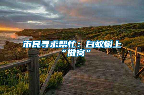 市民尋求幫忙:白蟻樹上“做窩”