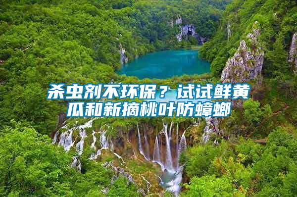 殺蟲劑不環保？試試鮮黃瓜和新摘桃葉防蟑螂