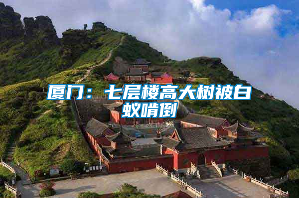 廈門(mén)：七層樓高大樹(shù)被白蟻啃倒