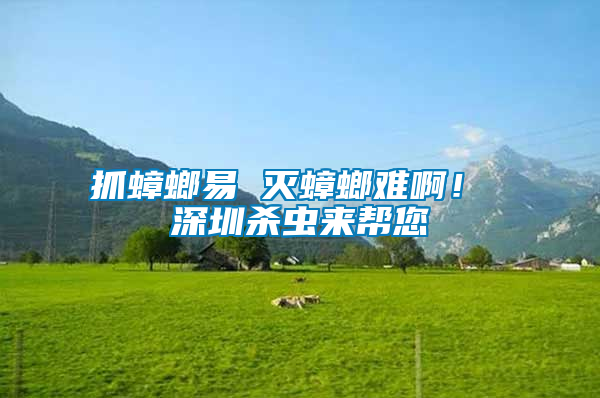 抓蟑螂易 滅蟑螂難啊！ 深圳殺蟲來幫您