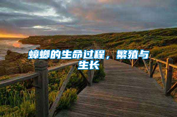 蟑螂的生命過程，繁殖與生長