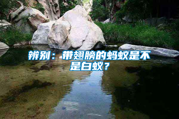 辨別：帶翅膀的螞蟻是不是白蟻？